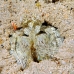 shrimp_mantis_li_h_0705_png2070.jpg